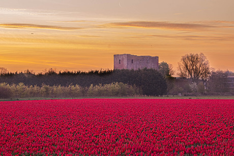 Het licht in de bollenstreek 
