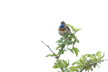 Blauwborst