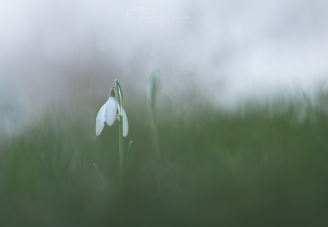 Gewoon Sneeuwklokje.