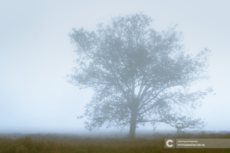 Eikenboom in de mist