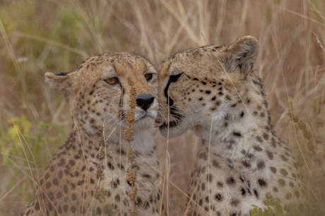 Cheeta moeder liefkoost haar dochter in het gras....