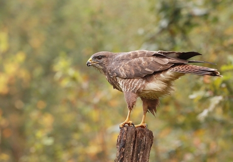 Buizerd