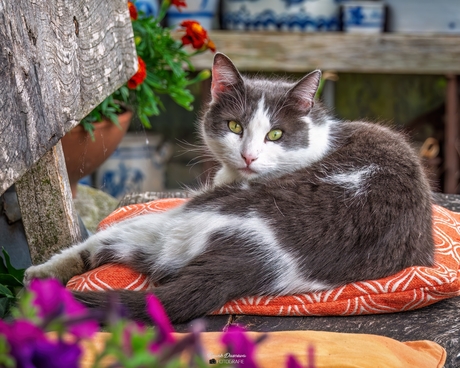 Kat Billy in de Tuin.