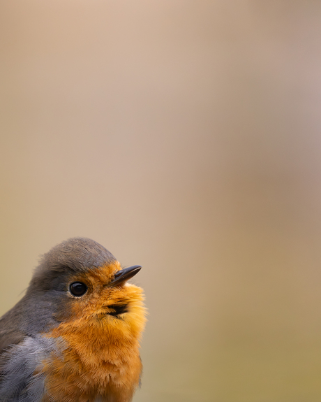 De mooie roodborst 🧡