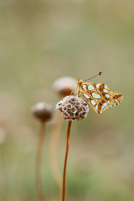 KLeine parelmoervlinder