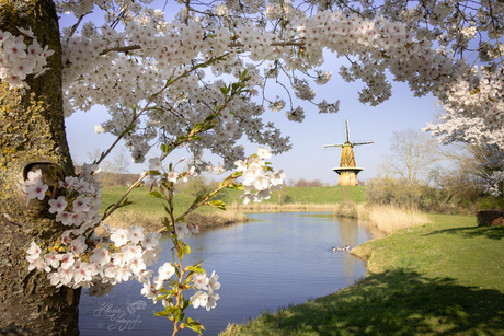 Zondagmiddag in de lente