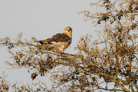 Bruine Kiekendief in ochtendlicht