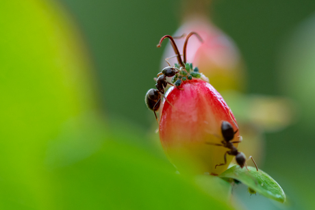 Mieren op luizenjacht