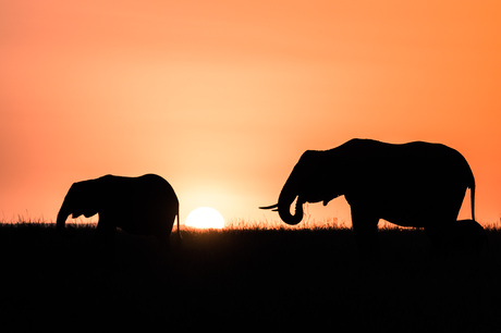 Olifanten bij zonsopkomst