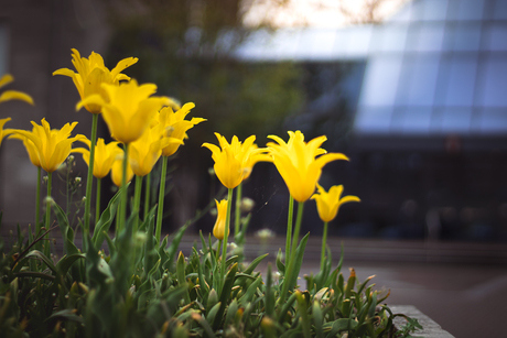 De tulp in het centrum