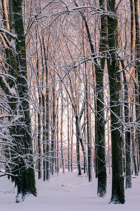 Zonlicht door de bomen