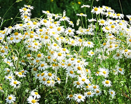 Vrolijke Margrieten