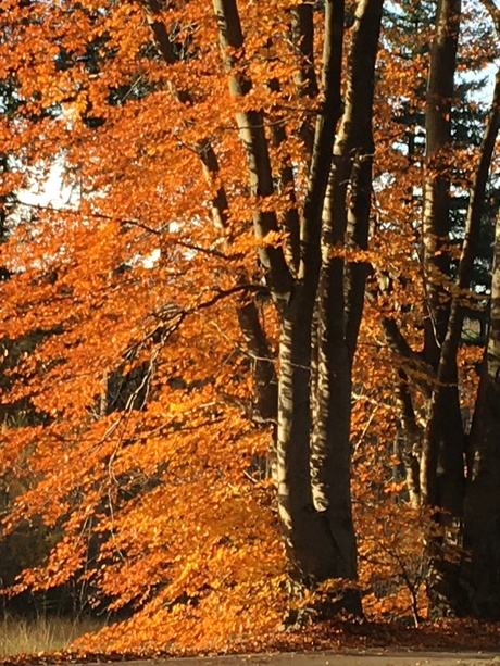 Herfst