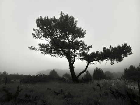 Vlieland in de mist