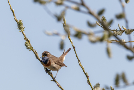 Blauwborst