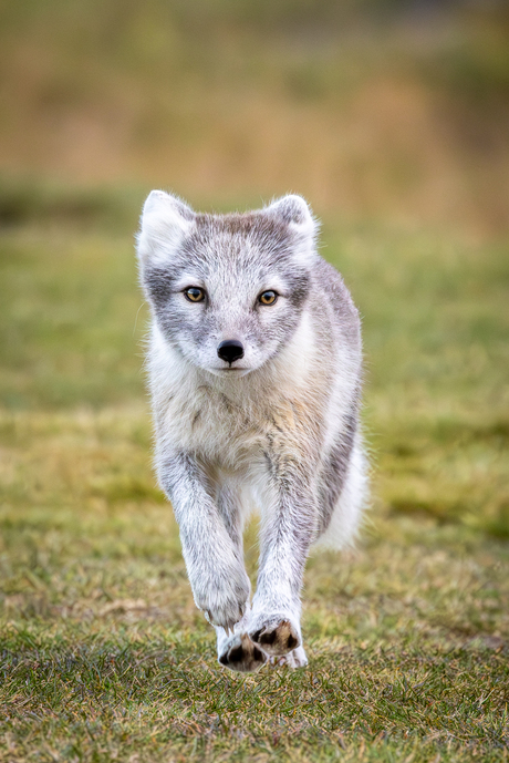 Arctic Fox - Poolvos