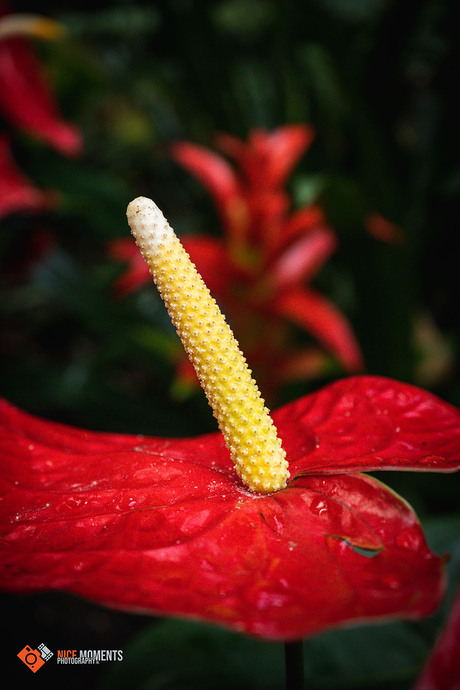 Flamingoplant Wit (Lakanthurium)