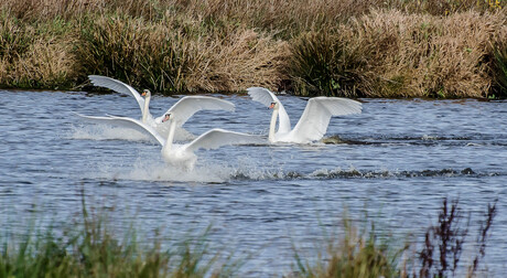 landing