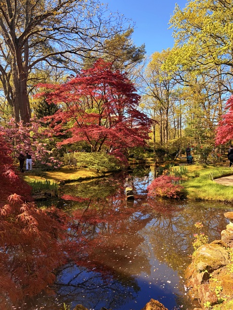 Voorjaar in de japanse tuin