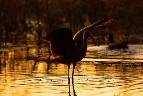 Zwarte Ibis bij ondergaande zon