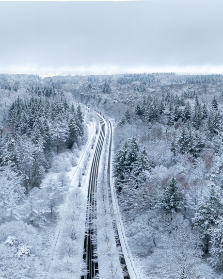 Winterweg door het bos