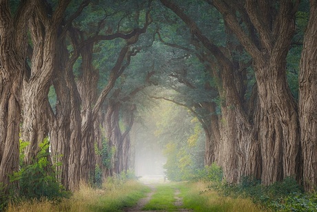 FAIRYTALE FOREST.🪄