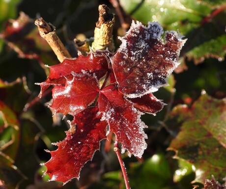 Lekker wandelen langs het water met vorst