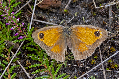 Oranje  zandoogje