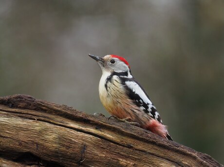 Middelste Bonte Specht