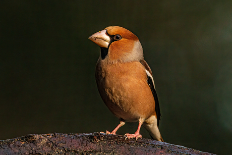 Appelvink aan het poseren