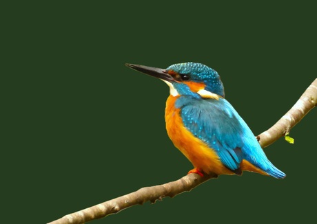 IJsvogel