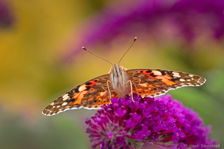 Distelvlinder in tegenlicht