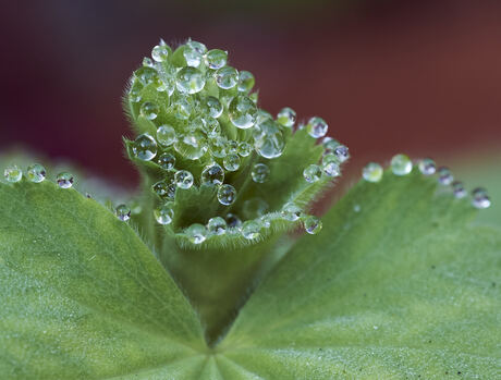 Dauw op vrouwnmantel