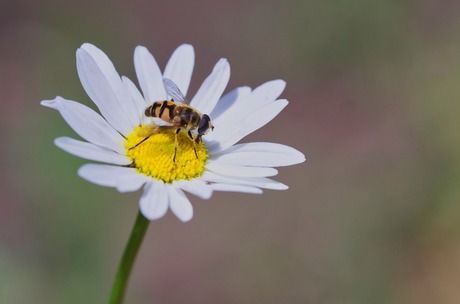 Wesp op margriet