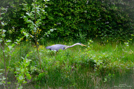 Blauwe Reiger