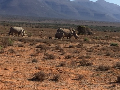 familie neushoorn