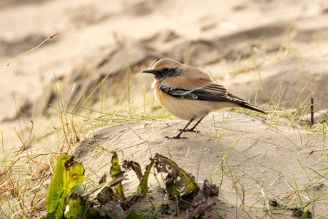 Verdwaald in de Nederlandse woestijn