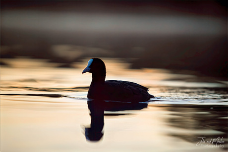 Meerkoet in het eerste licht