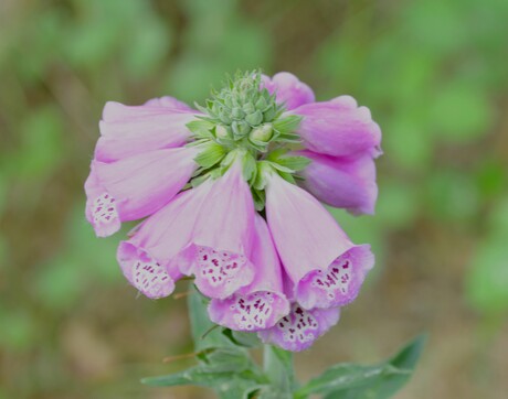 Pastelkleurige digitalis