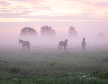 Paarden in de mist.. 