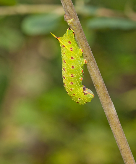 Populierenpijlstaart