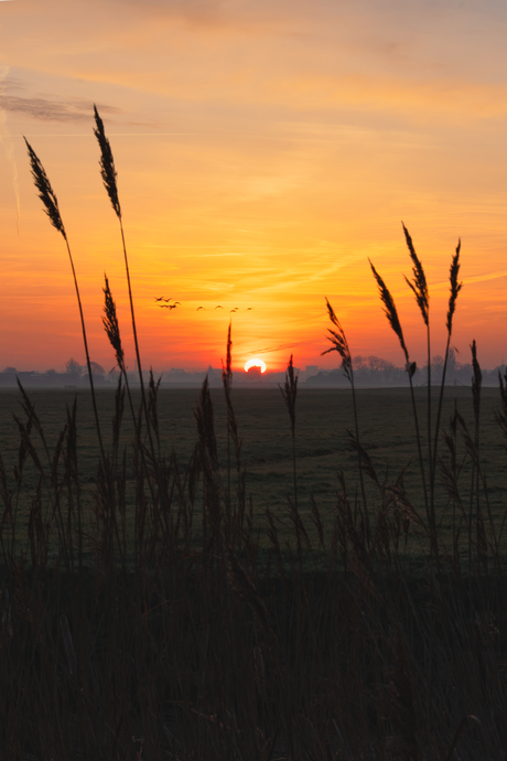 Zonopkomst boven de polder
