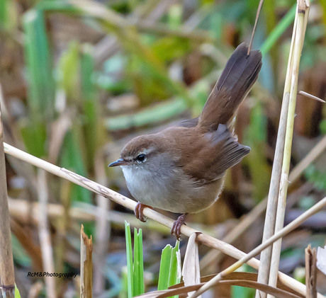 De cetti's zanger.