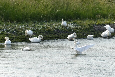 P1280507  . H v Holland   Zwanen Show  Oranjesluis haventje  1 juni 2025  