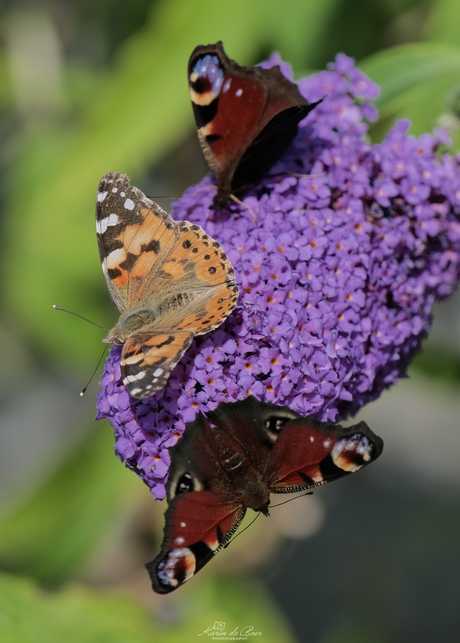 Distelvlinder en twee dagpauwoog vlinders 