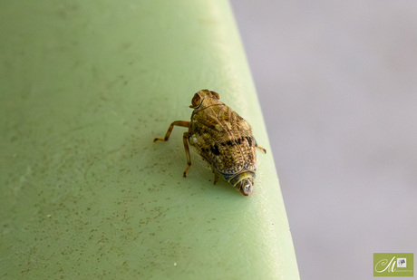 Klimopkevercicade