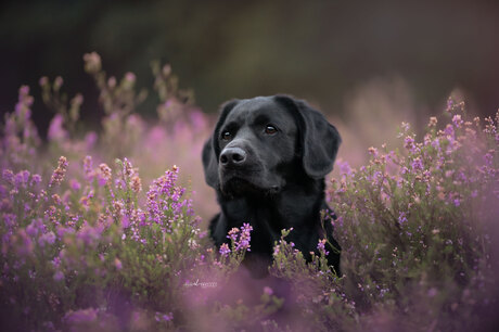 Flor