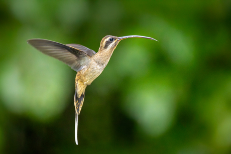 Westelijke langstaartheremietkolibrie in vlucht