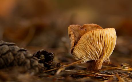 Paddenstoel met Denneappel