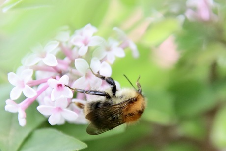 Voorjaar in onze tuin